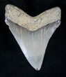 Megalodon Tooth - Calvert Cliffs, Maryland #20454-2